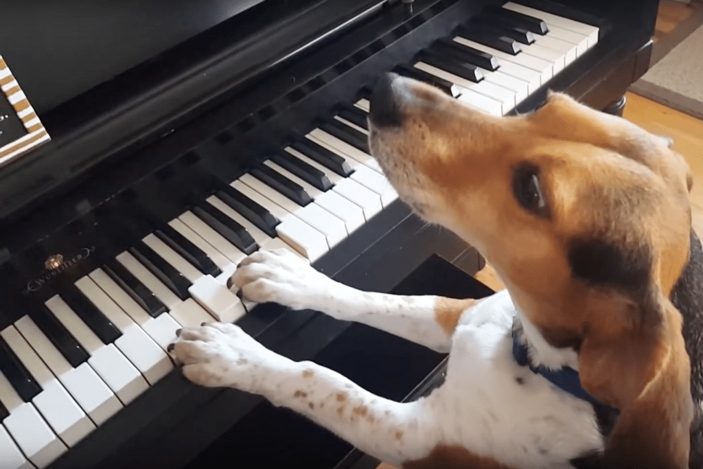 beagle zingt piano