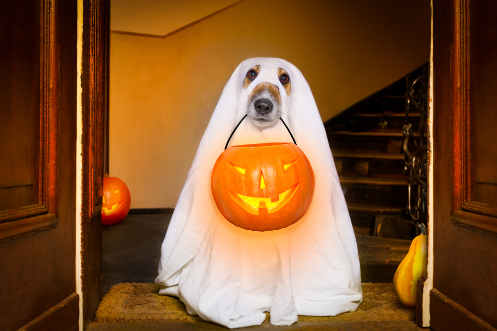 Halloween hond