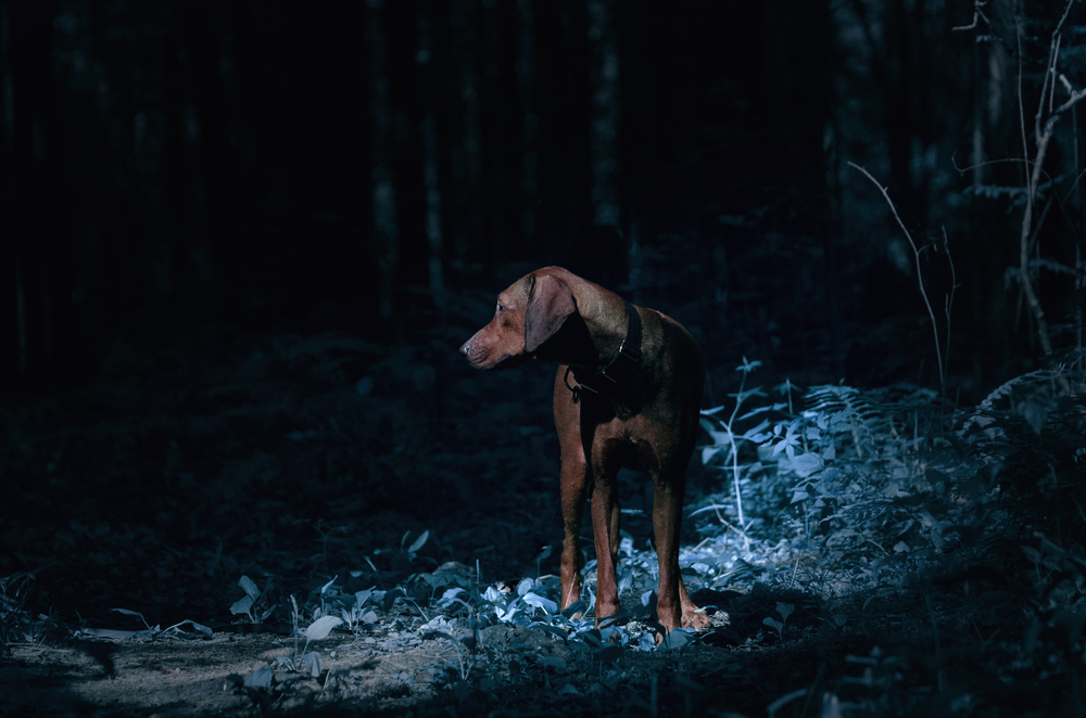 hond zien in donker